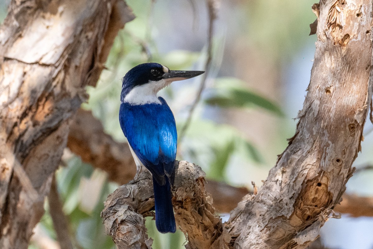 Forest Kingfisher - ML641957831