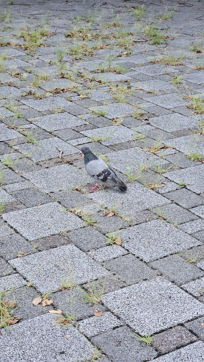 Rock Pigeon (Feral Pigeon) - ML641957850