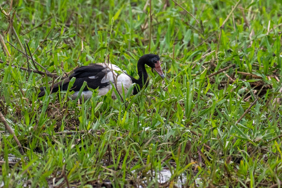 Magpie Goose - ML641957856