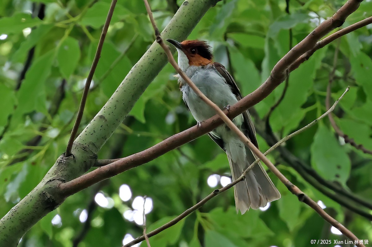 Chestnut Bulbul - ML641957859