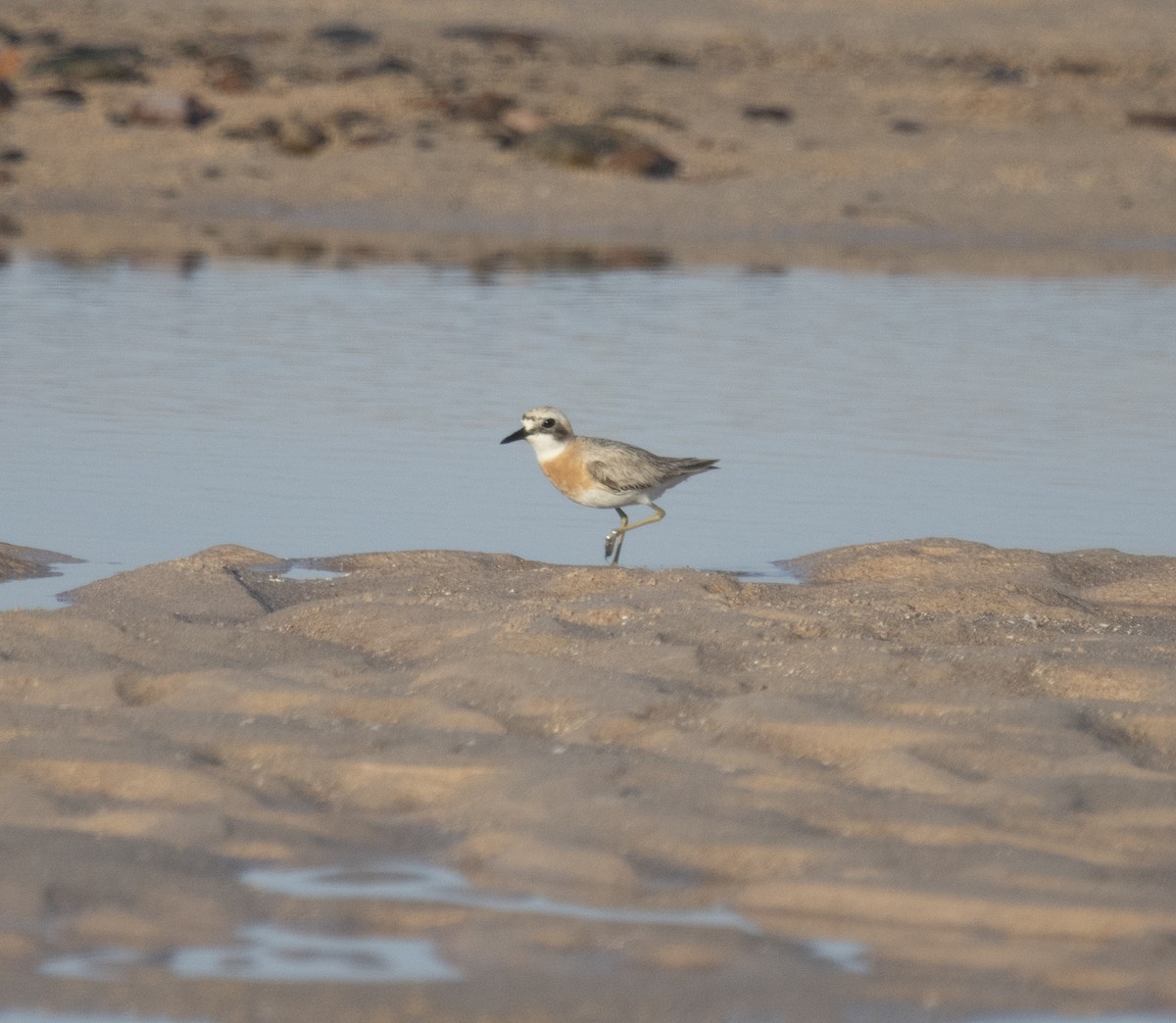 Greater Sand-Plover - ML641957863