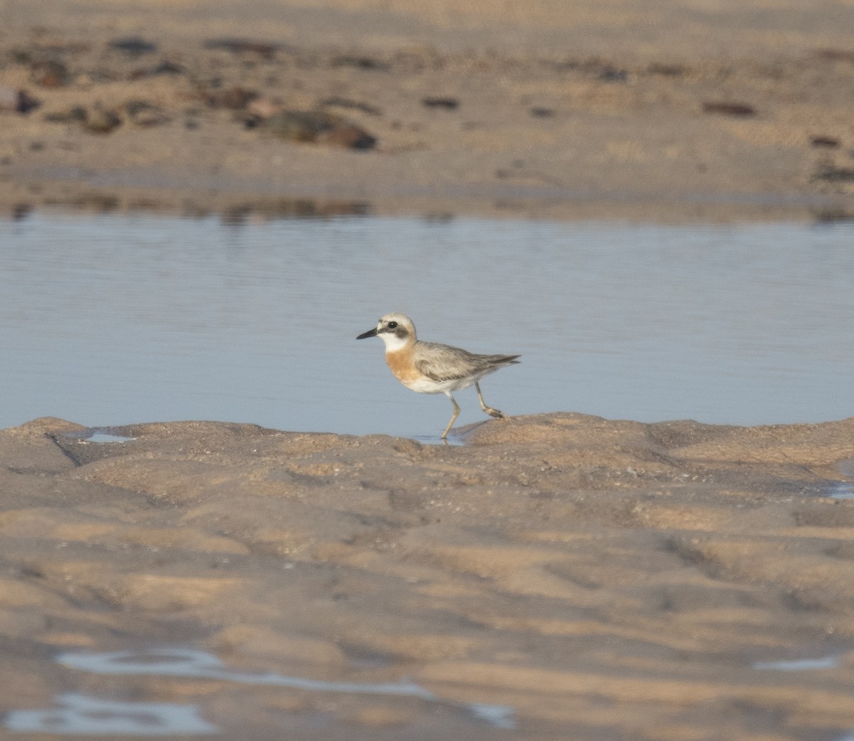 Greater Sand-Plover - ML641957864