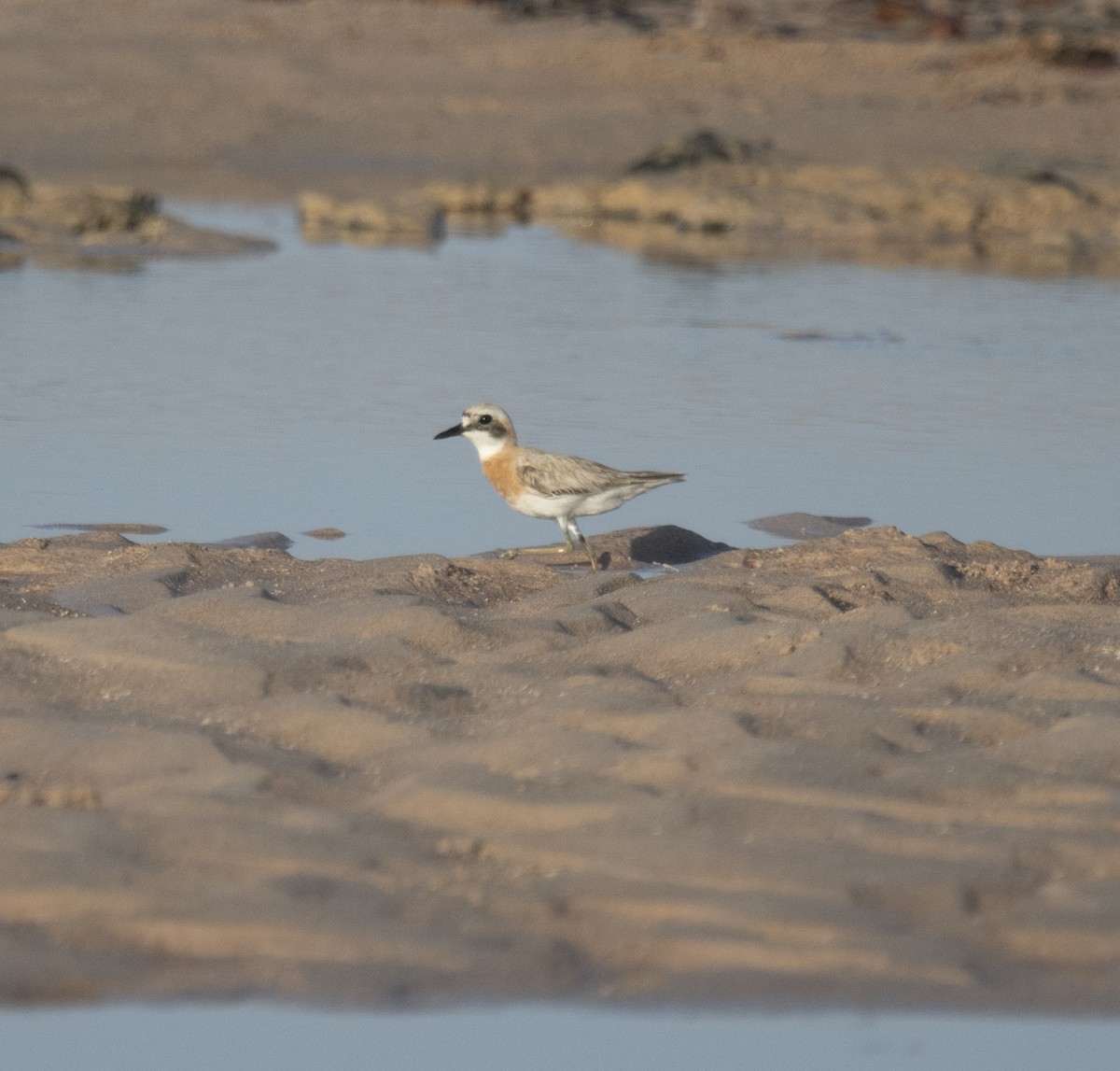Greater Sand-Plover - ML641957865