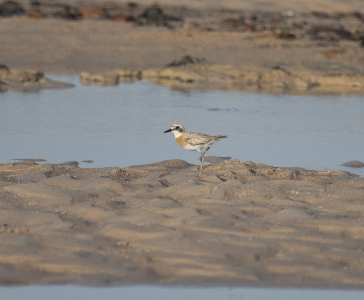 Greater Sand-Plover - ML641957866
