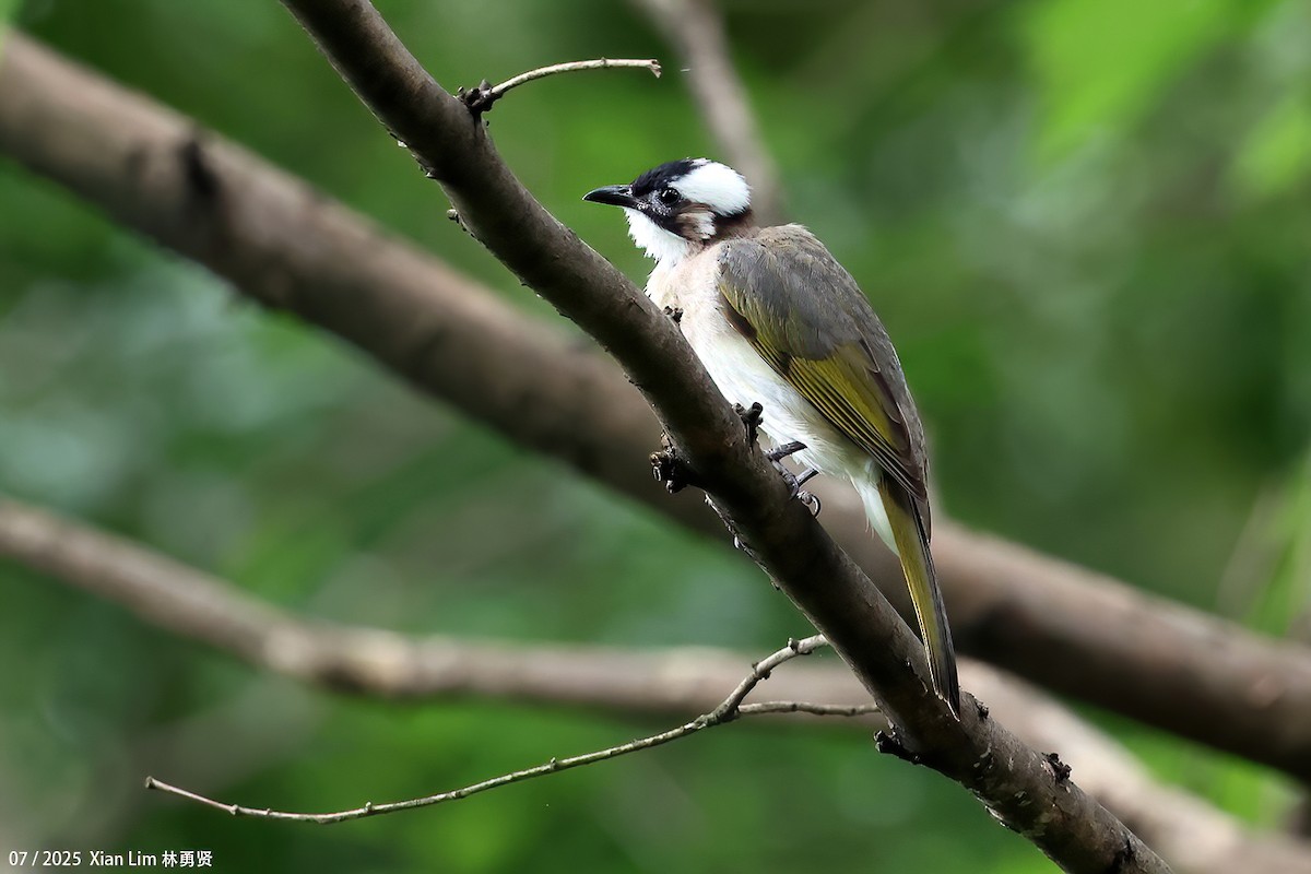 Light-vented Bulbul - ML641957868