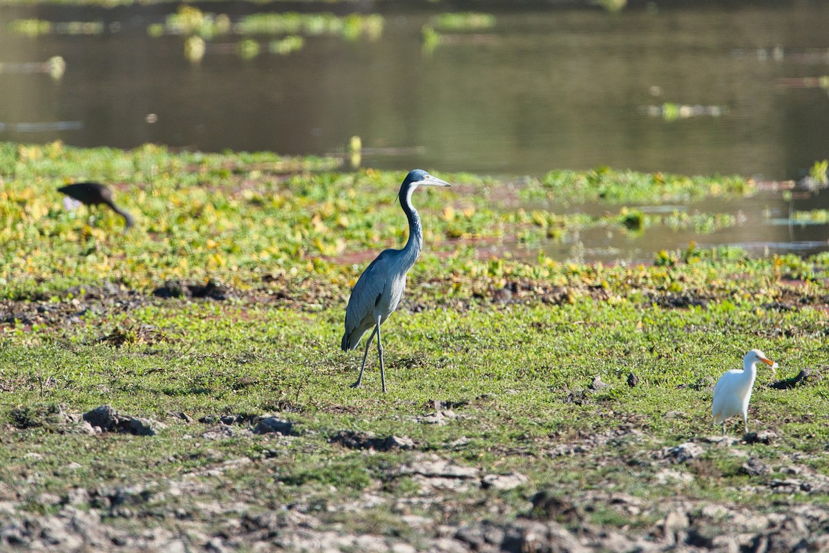 Black-headed Heron - ML641957869
