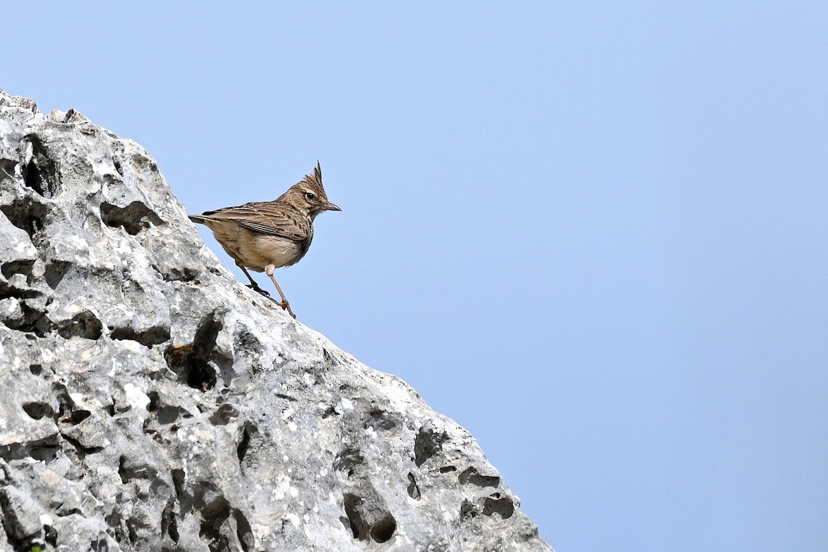 chocholouš vavřínový - ML641957875