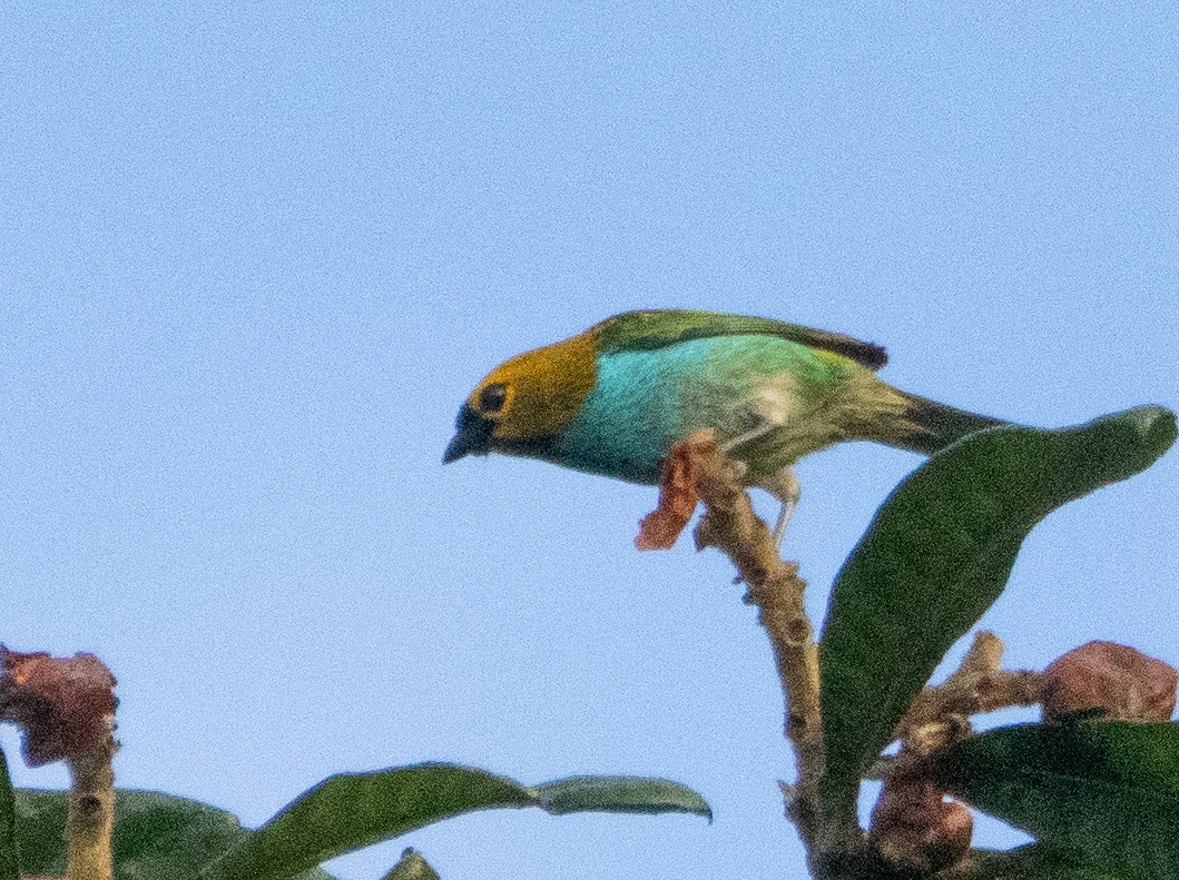 Gilt-edged Tanager - ML641957882