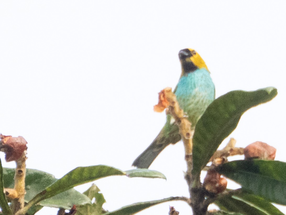 Gilt-edged Tanager - ML641957883