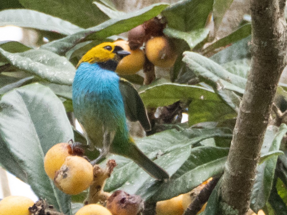 Gilt-edged Tanager - ML641957884