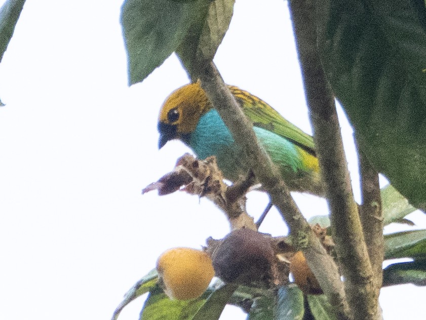 Gilt-edged Tanager - ML641957885