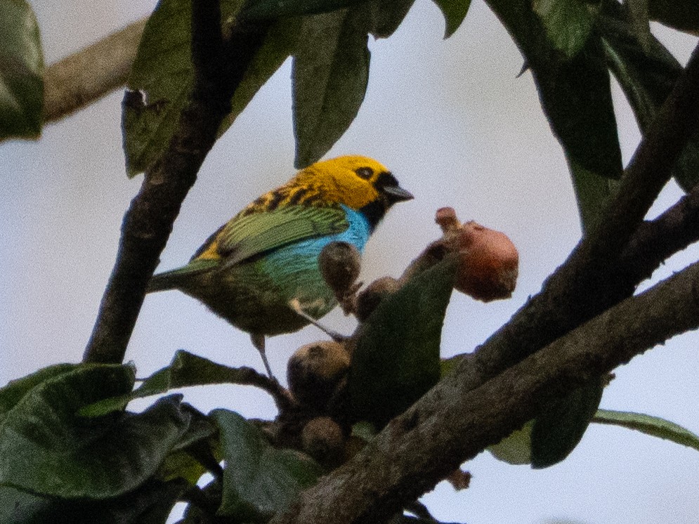 Gilt-edged Tanager - ML641957886