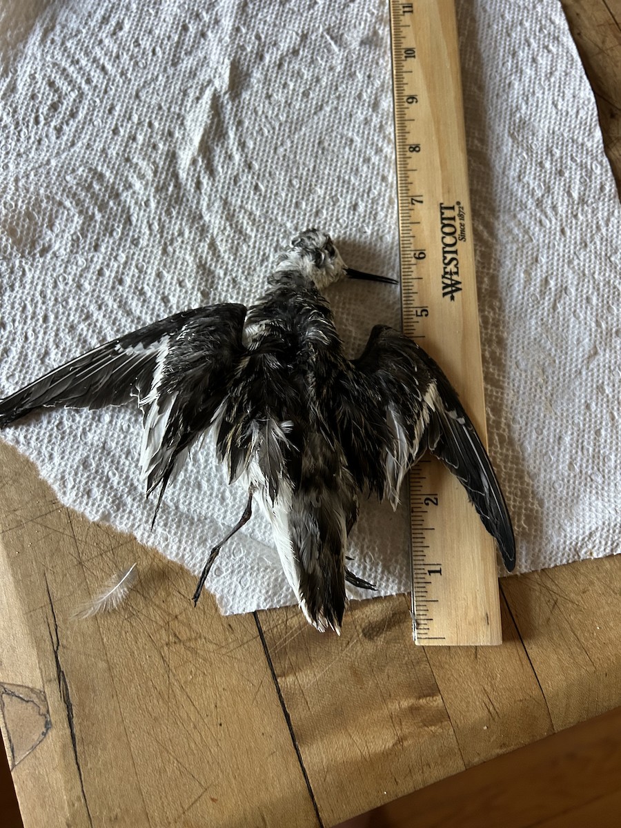 lyskonoh úzkozobý - ML641957887