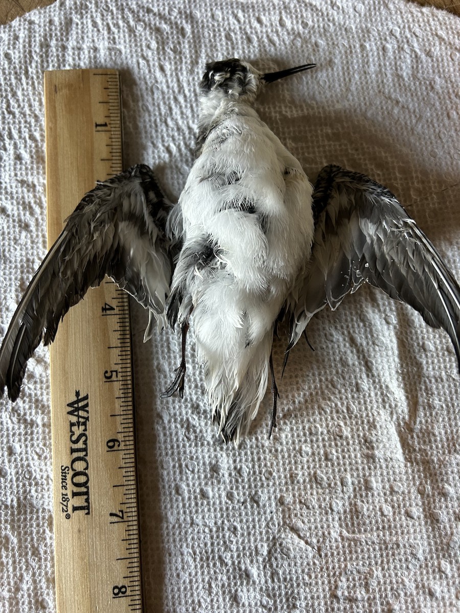 lyskonoh úzkozobý - ML641957888