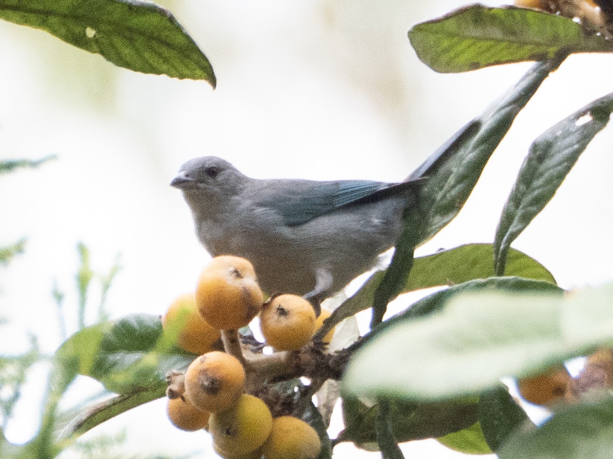 Sayaca Tanager - ML641957889
