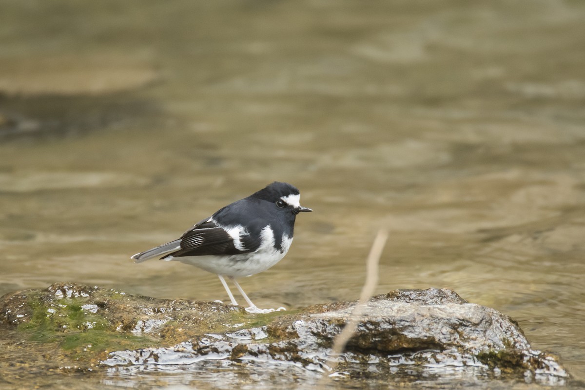 Little Forktail - ML641957894