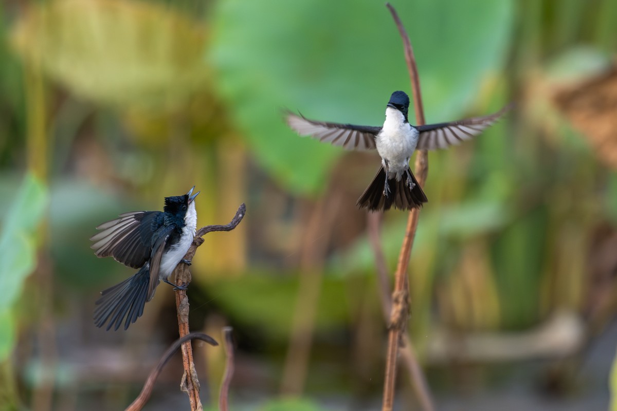 Paperbark Flycatcher - ML641957899