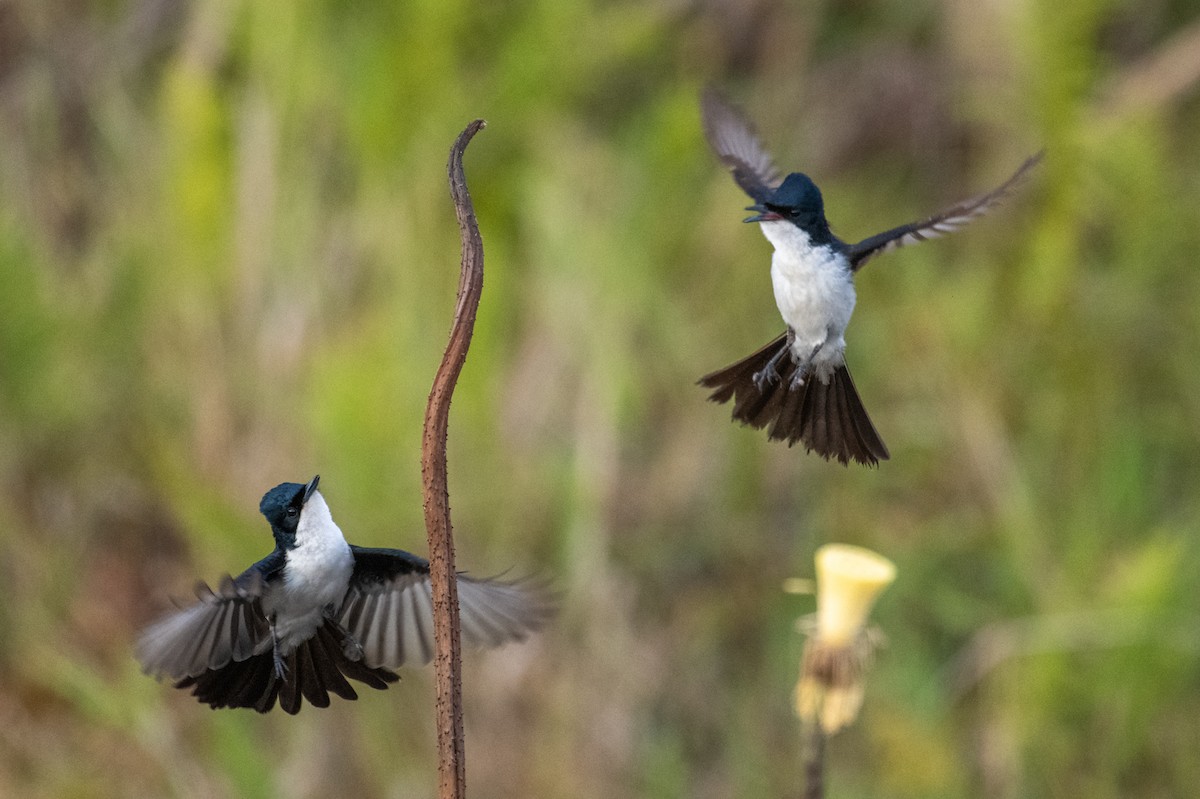 Paperbark Flycatcher - ML641957900