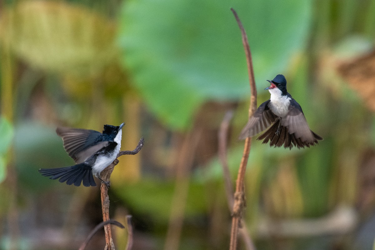 Paperbark Flycatcher - ML641957901