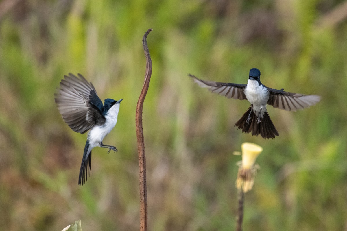 Paperbark Flycatcher - ML641957902