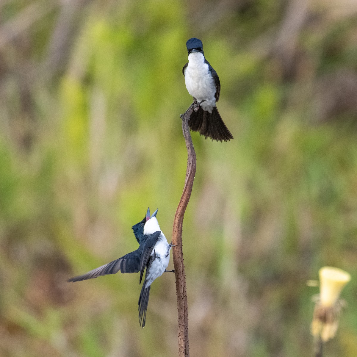 Paperbark Flycatcher - ML641957903
