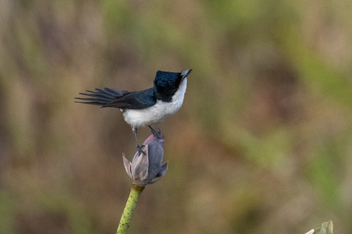 Paperbark Flycatcher - ML641957904
