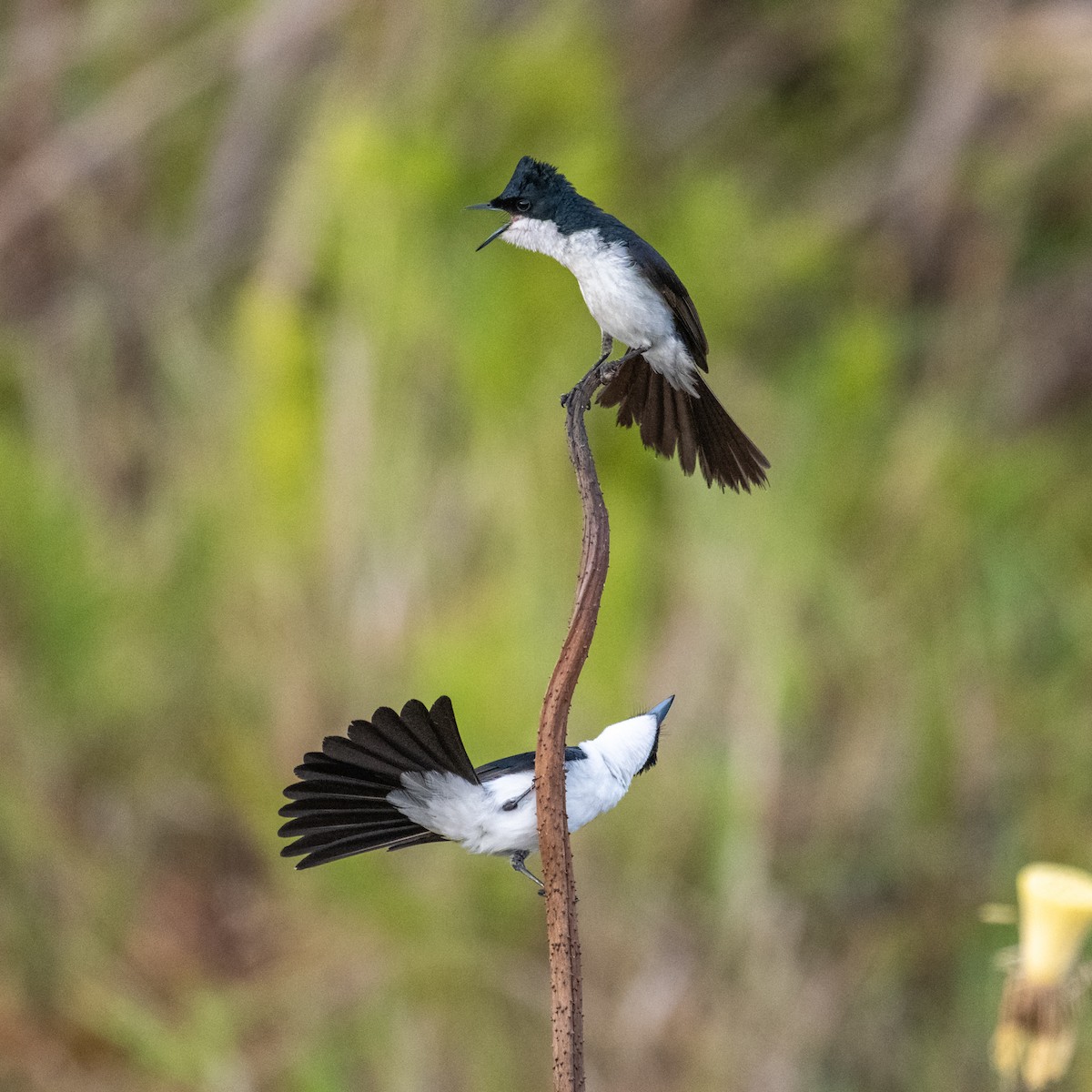 Paperbark Flycatcher - ML641957905