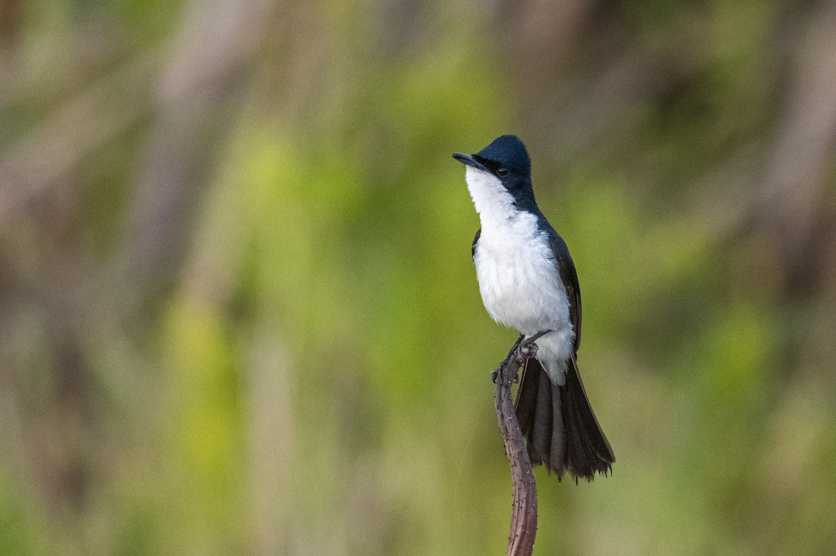 Paperbark Flycatcher - ML641957906