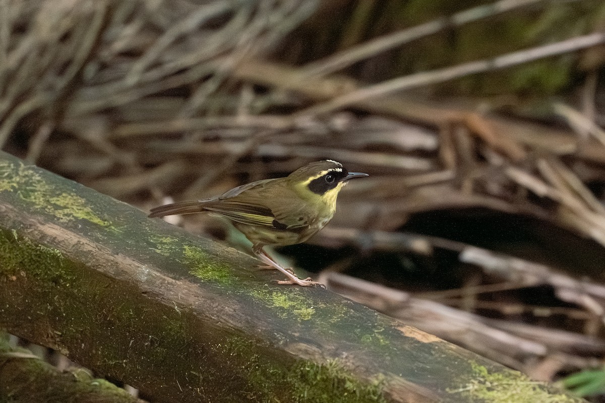 Yellow-throated Scrubwren - ML641957911