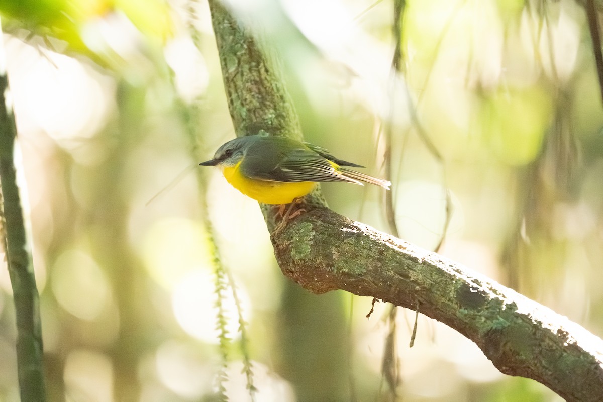 Eastern Yellow Robin - ML641957915