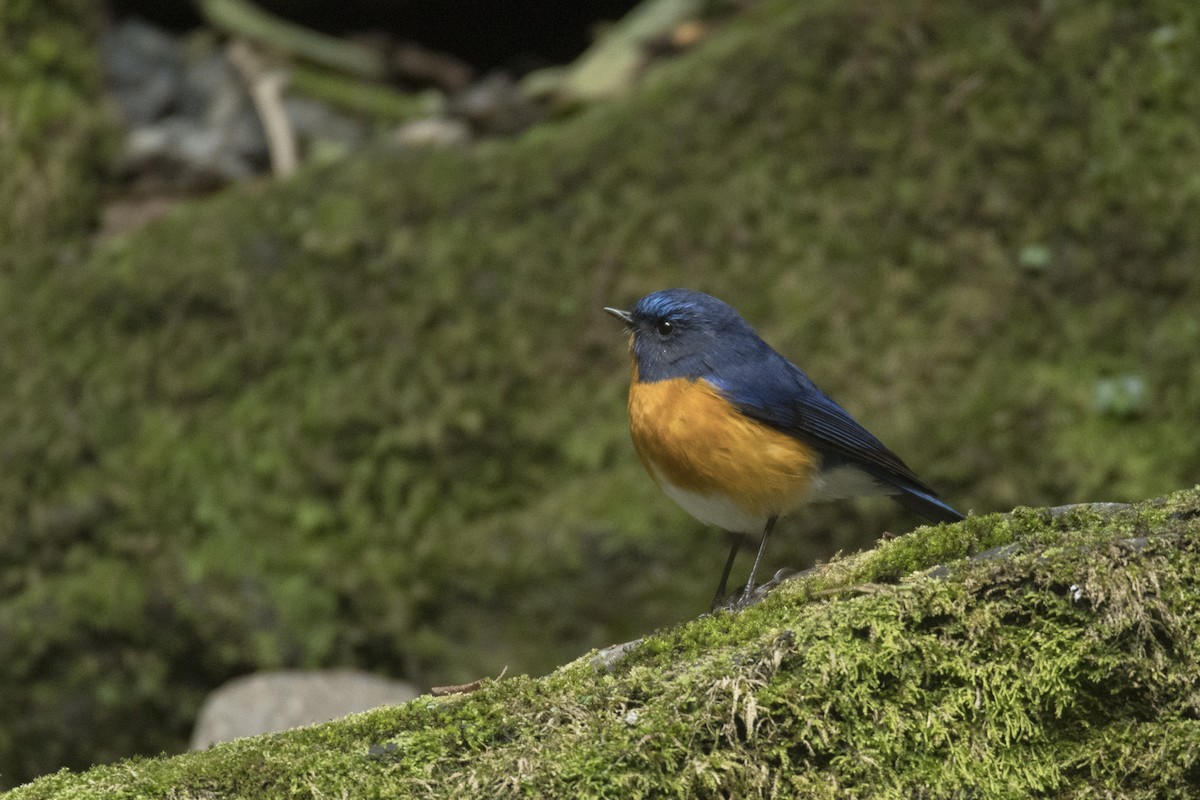 Rufous-breasted Bush-Robin - ML641957923