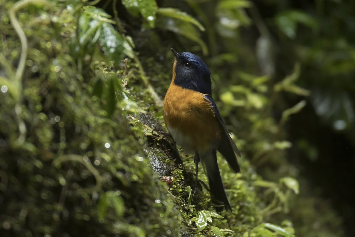 Rufous-breasted Bush-Robin - ML641957924