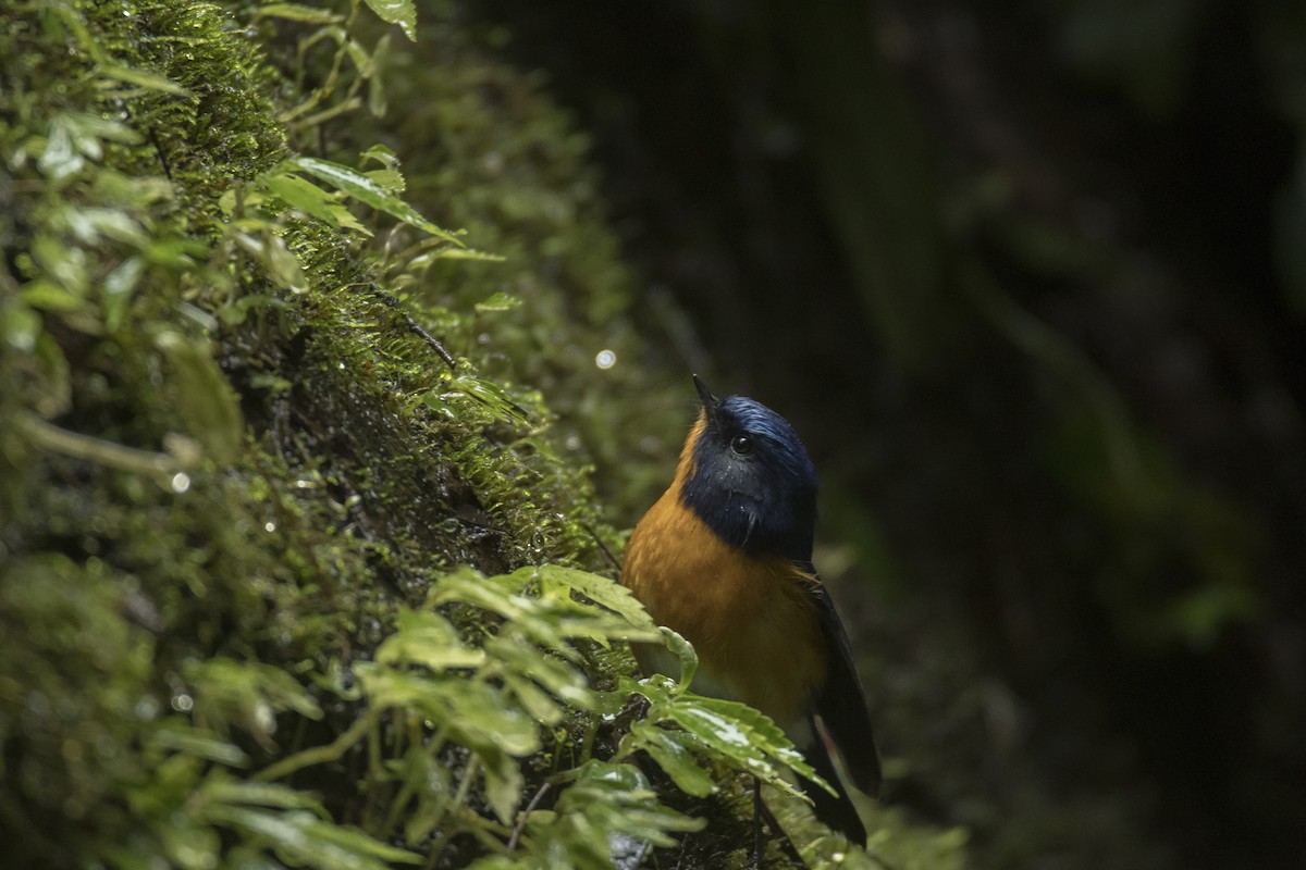 Rufous-breasted Bush-Robin - ML641957925