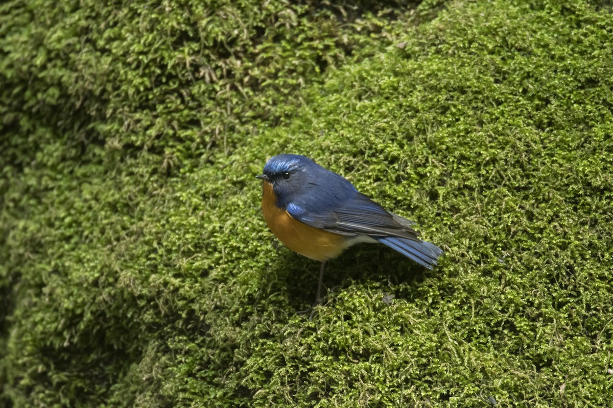 Rufous-breasted Bush-Robin - ML641957926