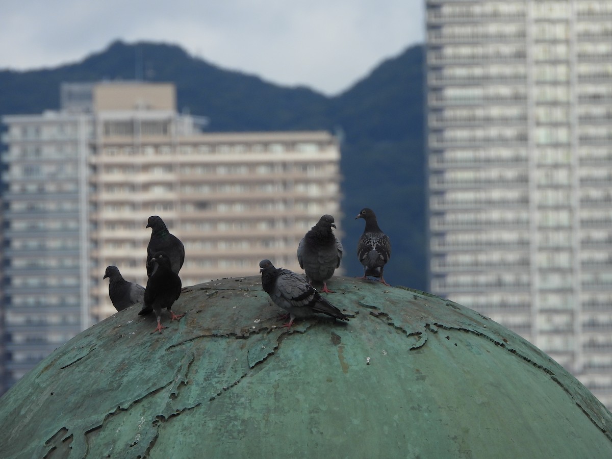 Rock Pigeon (Feral Pigeon) - ML641957934