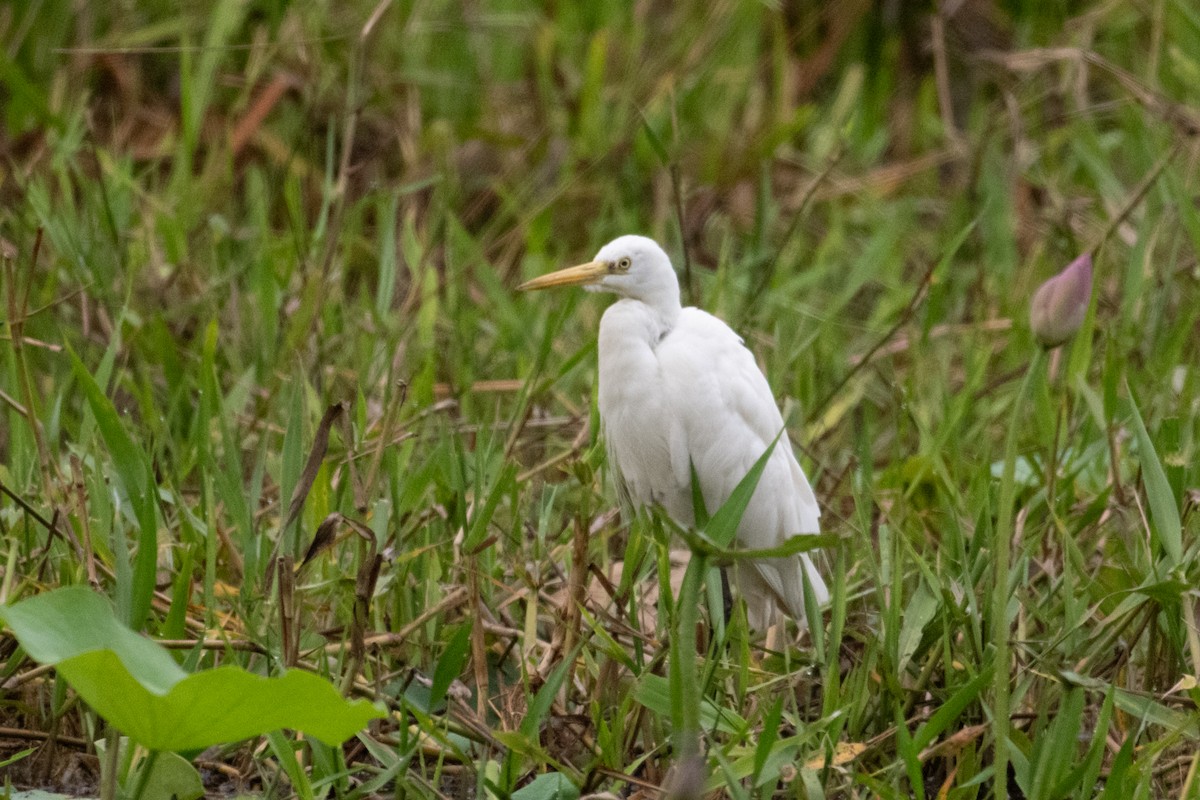 Plumed Egret - ML641957947