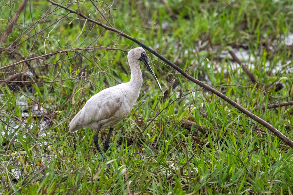 Royal Spoonbill - ML641957950
