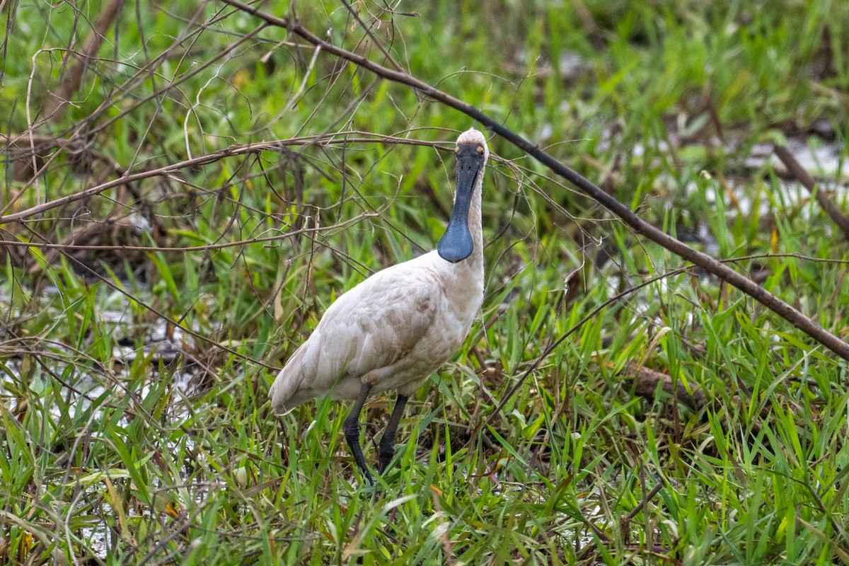 Royal Spoonbill - ML641957951