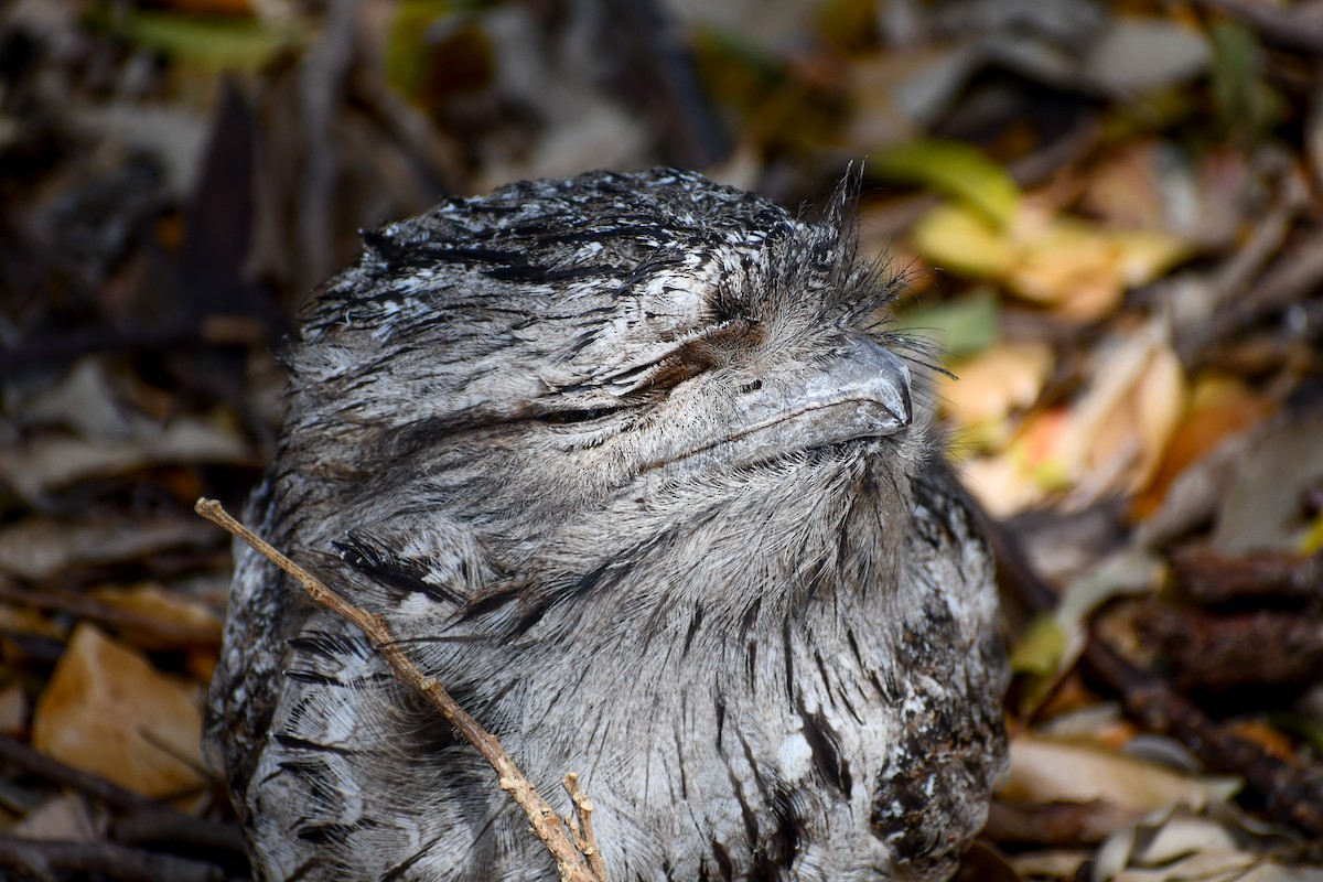 Tawny Frogmouth - ML641957987