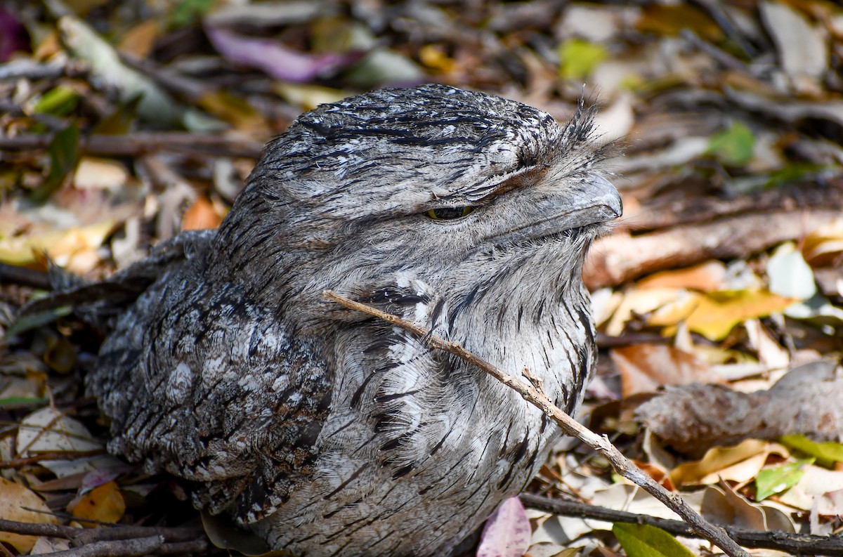 Tawny Frogmouth - ML641957988