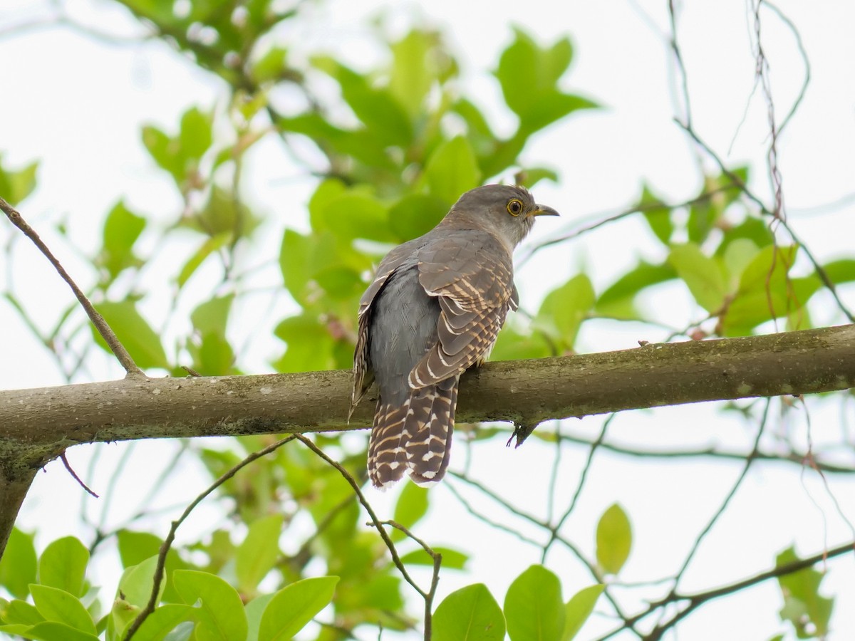 Himalayan Cuckoo - ML641957989