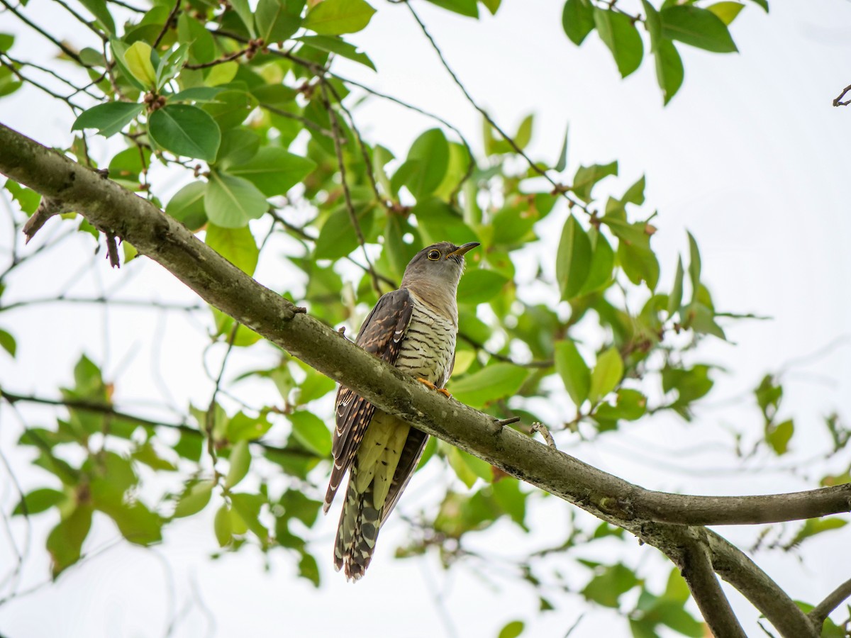 Himalayan Cuckoo - ML641957990