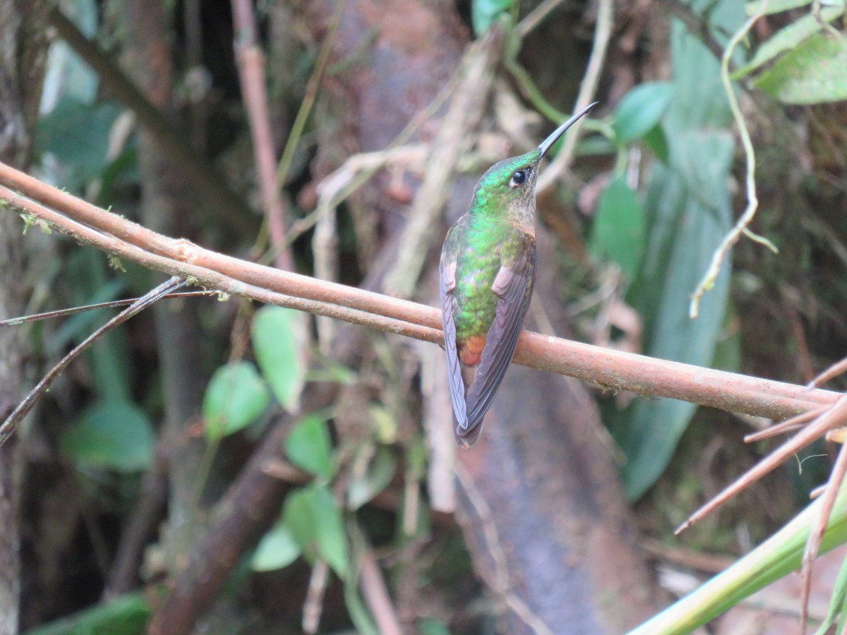 Fawn-breasted Brilliant - ML641958003