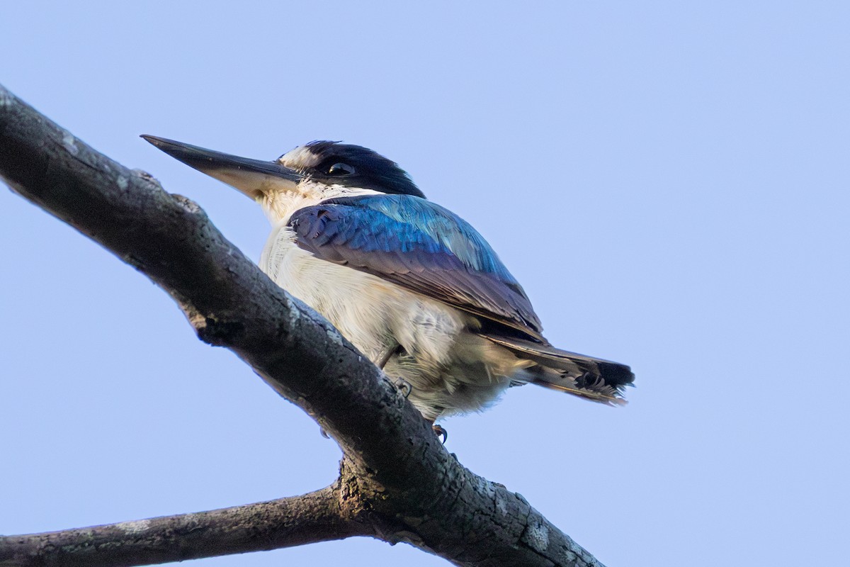 Forest Kingfisher - ML641958024