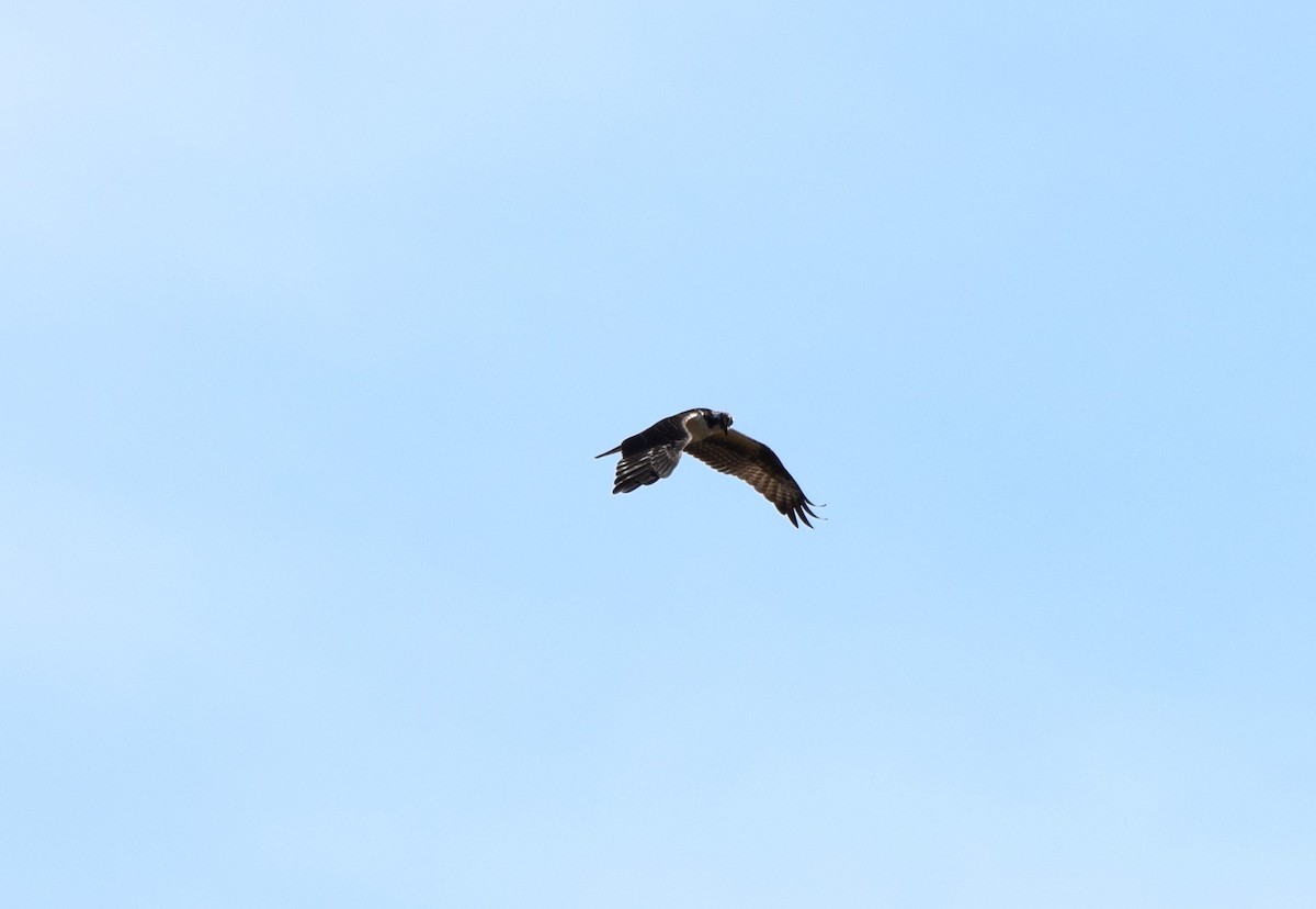 Balbuzard pêcheur - ML641958061