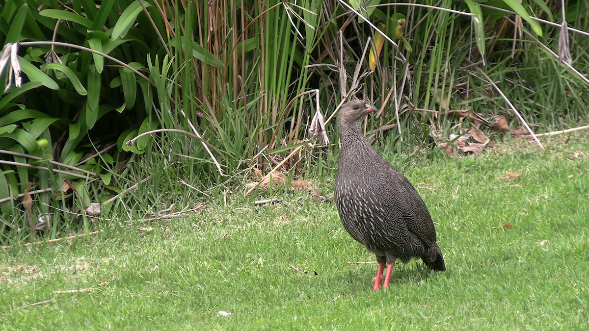 Francolin criard - ML641958062