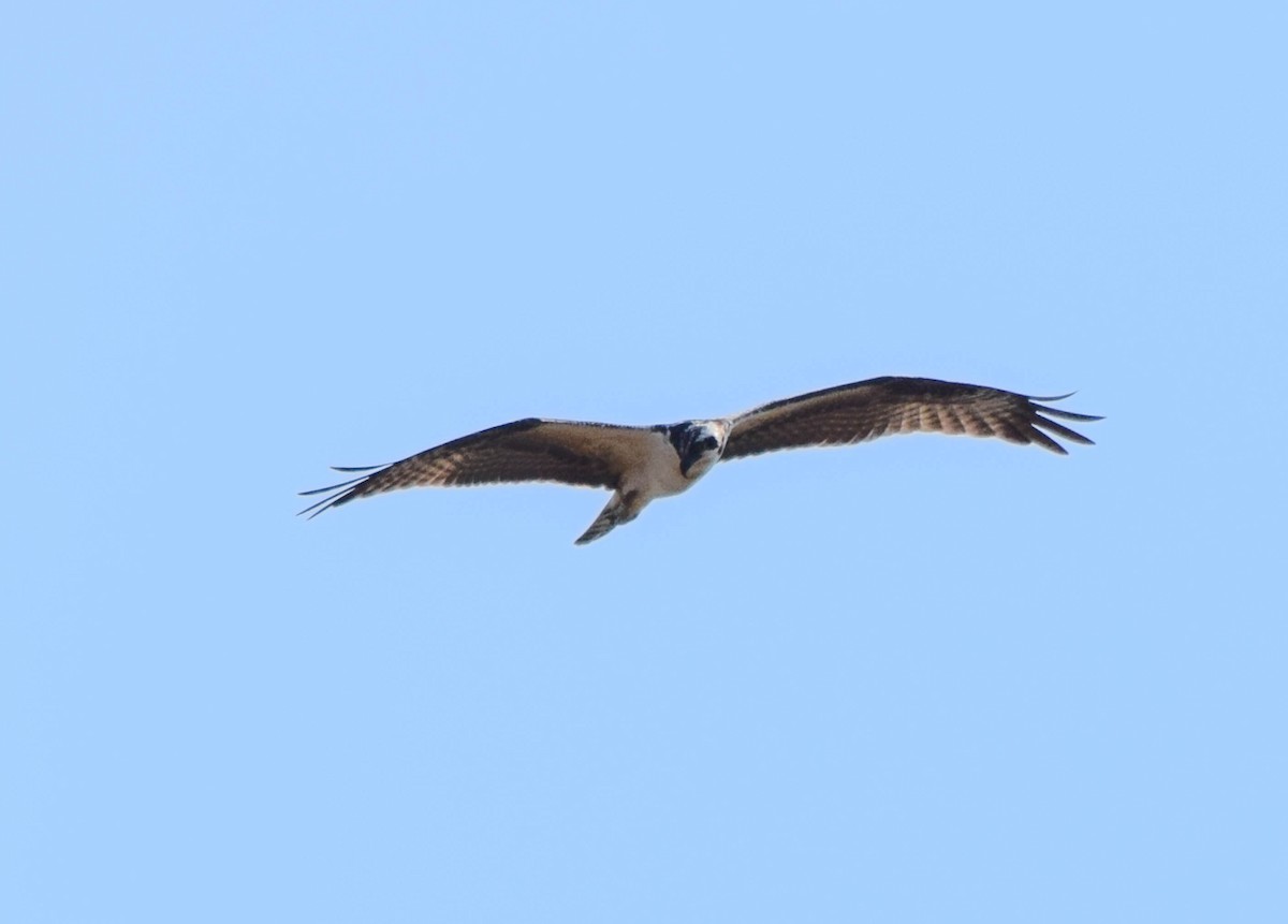 Balbuzard pêcheur - ML641958064