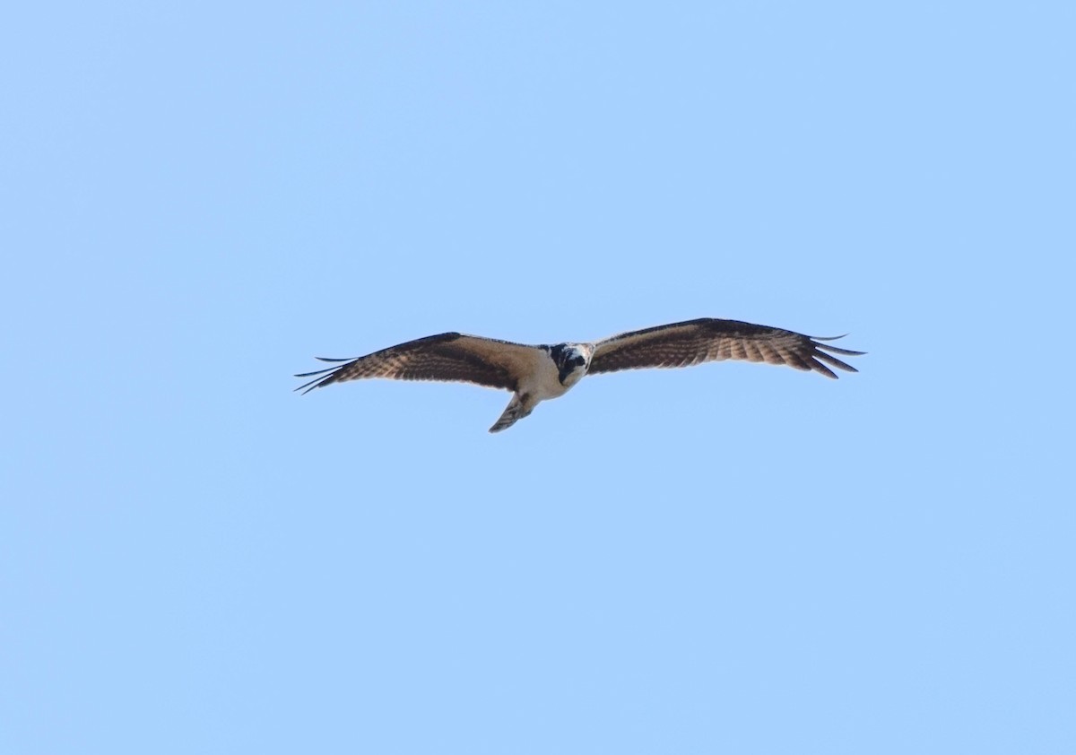 Balbuzard pêcheur - ML641958065