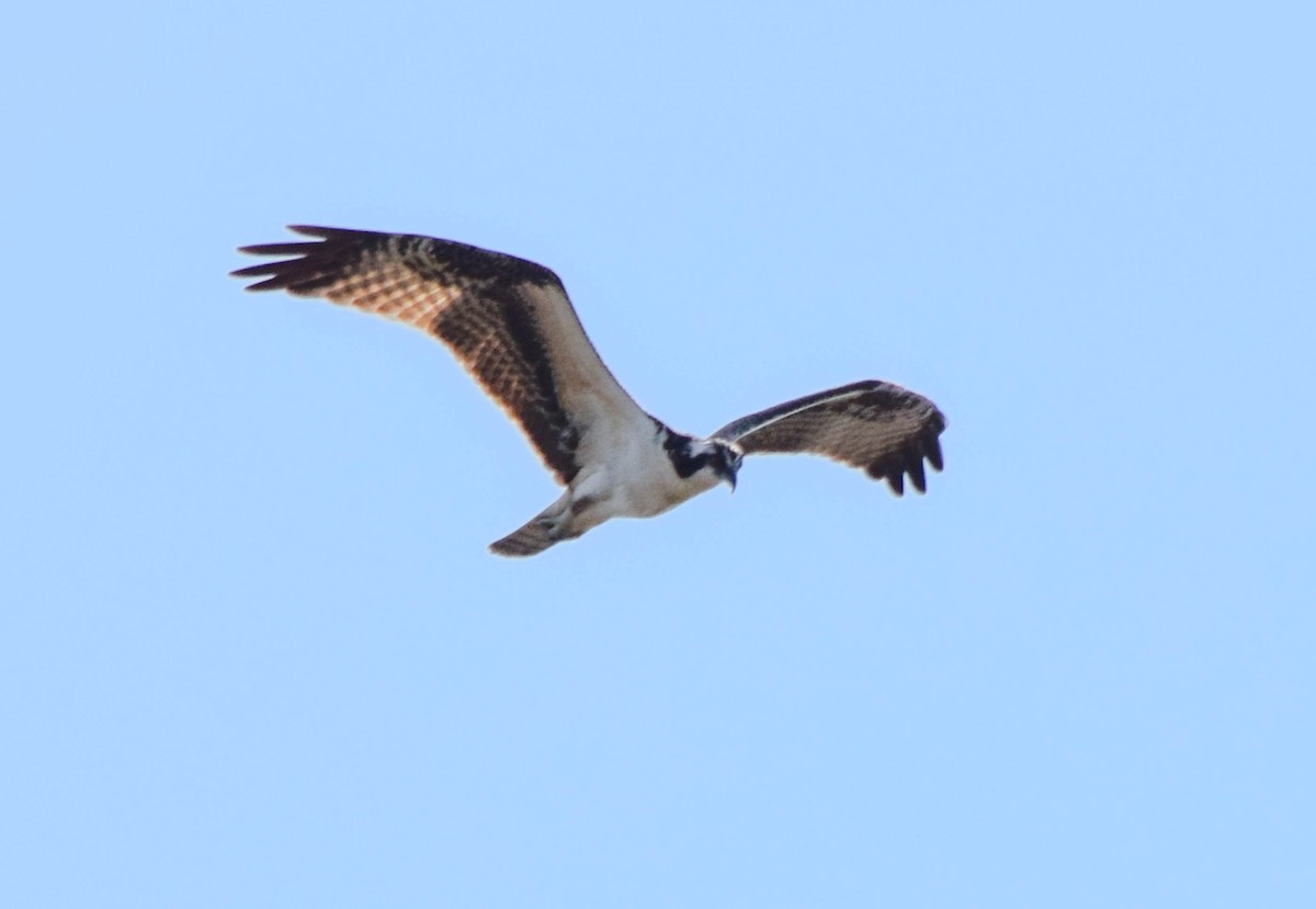 Balbuzard pêcheur - ML641958068