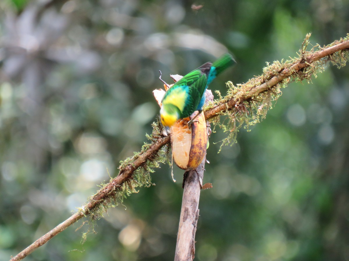 Multicolored Tanager - ML641958089